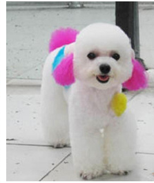 Paint pet dogs cats, 80ml, multiple colors, intense shade, safe, easy to apply, professional care