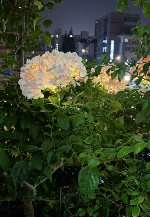 Solar Hydrangea Lantern, IP65 Waterproof, Auto On/Off at Dusk, 6-12H Lighting, 1-3㎡ Coverage, Stainless Steel, Outdoor Garden Decoration