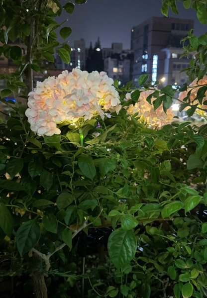 Solar Hydrangea Lantern, IP65 Waterproof, Auto On/Off at Dusk, 6-12H Lighting, 1-3㎡ Coverage, Stainless Steel, Outdoor Garden Decoration
